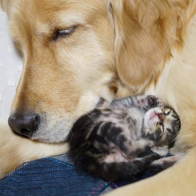 kitten-rescued-golden-retriever-ichimi-ponzu-jessiepon-1