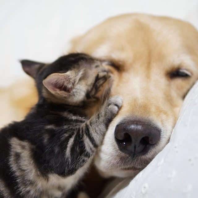 kitten-rescued-golden-retriever-ichimi-ponzu-jessiepon-10