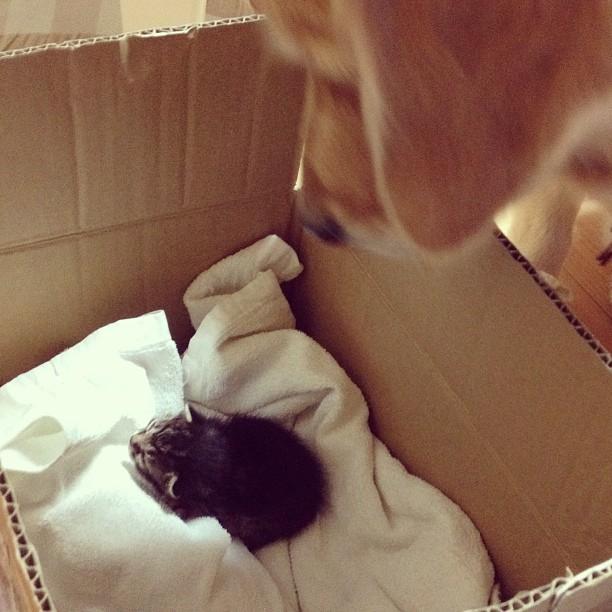 kitten-rescued-golden-retriever-ichimi-ponzu-jessiepon-15