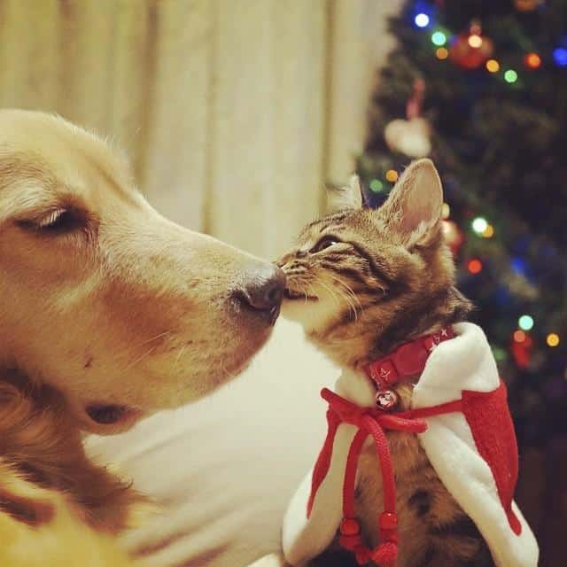 kitten-rescued-golden-retriever-ichimi-ponzu-jessiepon-17