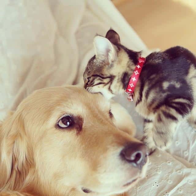 kitten-rescued-golden-retriever-ichimi-ponzu-jessiepon-18