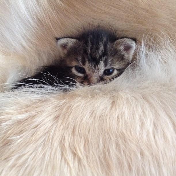 kitten-rescued-golden-retriever-ichimi-ponzu-jessiepon-2