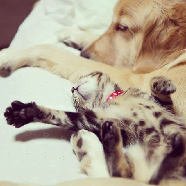 kitten-rescued-golden-retriever-ichimi-ponzu-jessiepon-21