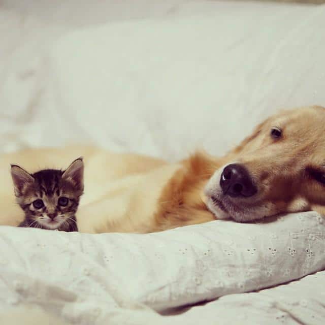 kitten-rescued-golden-retriever-ichimi-ponzu-jessiepon-23-Copy