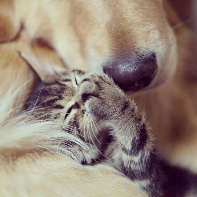kitten-rescued-golden-retriever-ichimi-ponzu-jessiepon-26