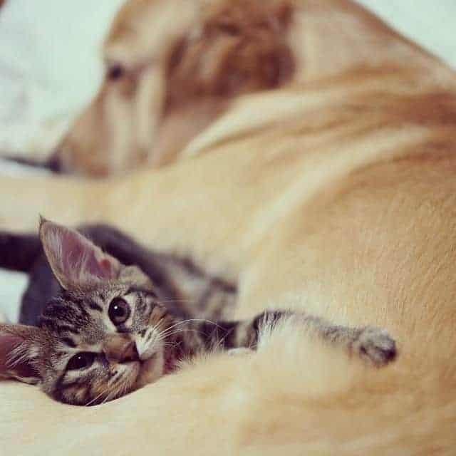 kitten-rescued-golden-retriever-ichimi-ponzu-jessiepon-3