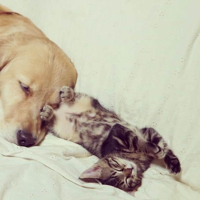 kitten-rescued-golden-retriever-ichimi-ponzu-jessiepon-4