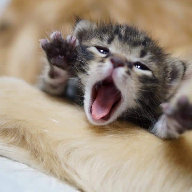 kitten-rescued-golden-retriever-ichimi-ponzu-jessiepon-6
