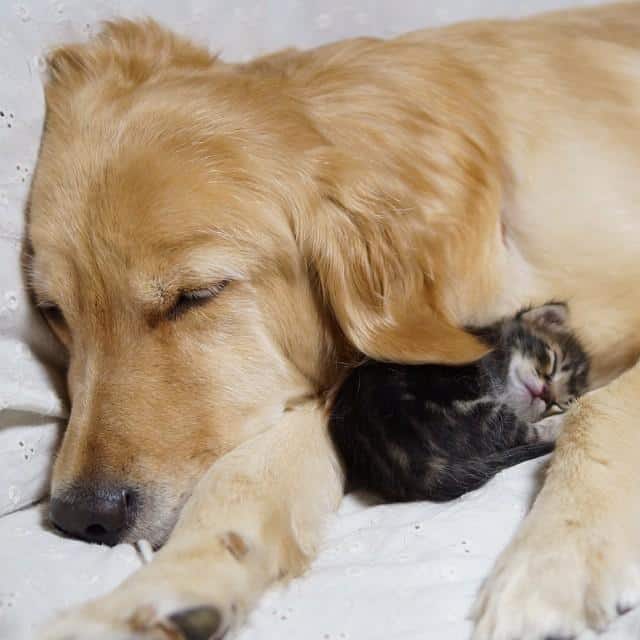 kitten-rescued-golden-retriever-ichimi-ponzu-jessiepon-9