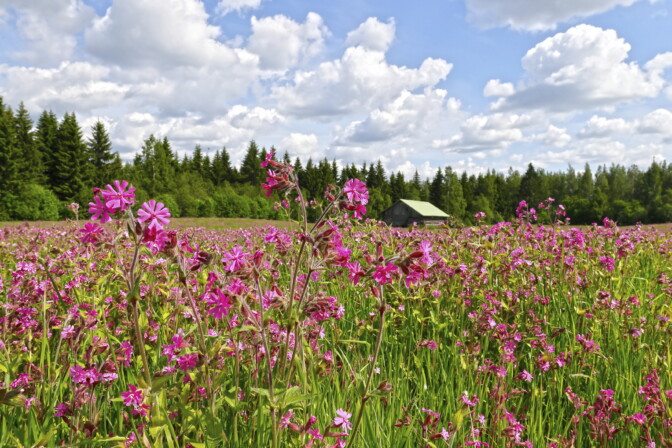 Espoon kaupunki ei maksa hyvitystä Suvivirsi-asiassa