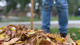 Tiesitkö: Pihaa ei välttämättä kannata haravoida