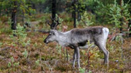 Tarja bongasi poron – mitä ihmettä sillä oli sarvissaan?
