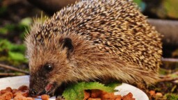 Moni muistaa kouluruokalan tekstin yhä – vasta aikuisena selvisi, mitä se oikeasti tarkoitti